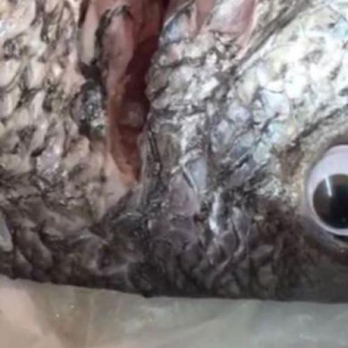 Fishmonger Puts Googly Eyes On Fish To Make Them Look Fresh