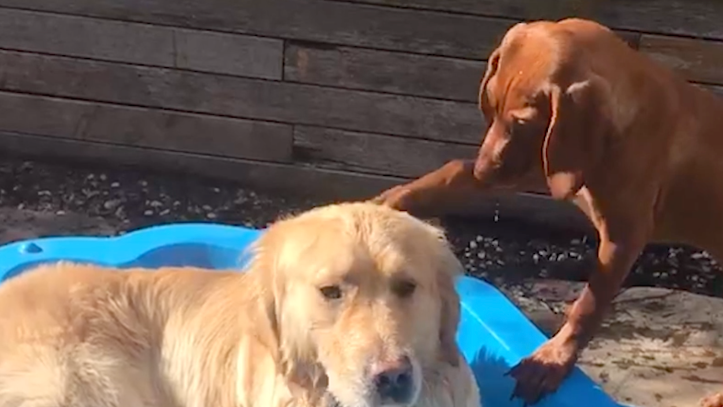 These Dog Besties Might Be The Cutest Thing On The Internet