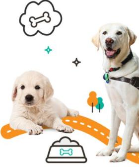 Attention Dog Lovers: Guide Dogs Queensland Need Your Help!