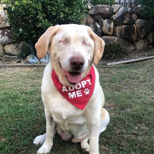 Blind Queensland Lab Named Dumpling is Looking for a New Home
