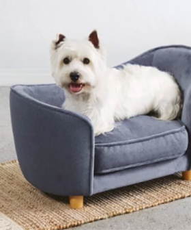 Aldi Is Releasing Pet Sofas Because It's What They Deserve