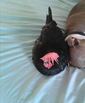 Friendship Story: A Blind Chicken & A Pit Bull!