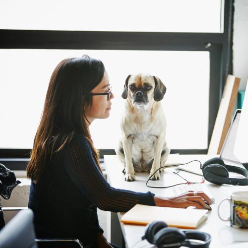Celebrate 'Bring Your Dog to Work' Day With a Canine Co-worker This Friday