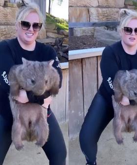Rebel Wilson Squats With A Wombat Angering Animal Activists