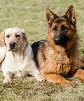 Should You Get A New Dog Before The Old One Has Gone?