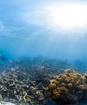 Great Barrier Reef Corals Have Halved Since 1995