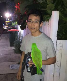 ‘Anton! Anton!’: Parrot Saves Owner From House Fire In Brisbane