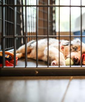 To Crate, Or Not To Crate: The Great Puppy Debate!