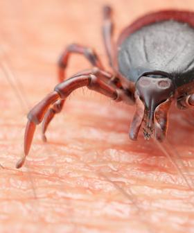 When Tick's Attack: Robin's Frightening Tick Experience Is The Stuff of Nightmares!