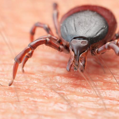 When Tick's Attack: Robin's Frightening Tick Experience Is The Stuff of Nightmares!