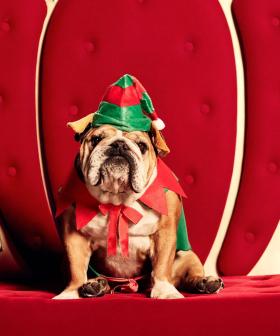 Westfield Is Doing Pet Photos With Santa, So The WHOLE Family Can Be Part Of The Christmas Tradition