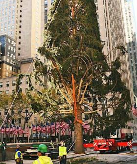 Rockefeller Center’s Famous Christmas Tree Dragged As 'On Brand For 2020'