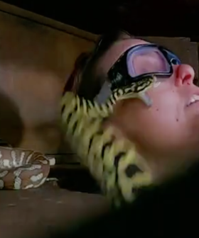Did 'I'm A Celeb' Go Too Far Last Night Allowing Pearen To Get Bitten On Face By Snake 5 TIMES?!