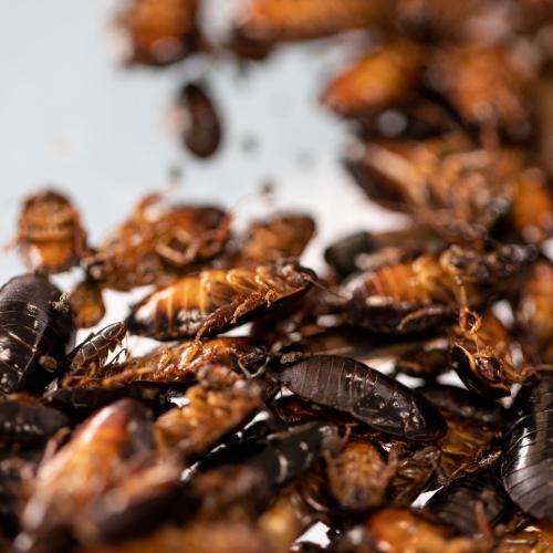 Aussie Mum Reveals Where Cockroaches Might Be Hiding In Your Kitchen After Son Makes Disgusting Find
