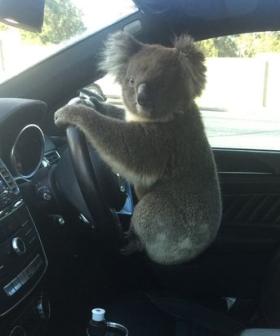 Daring Koala Causes Six-Car Pile Up On Aussie Freeway