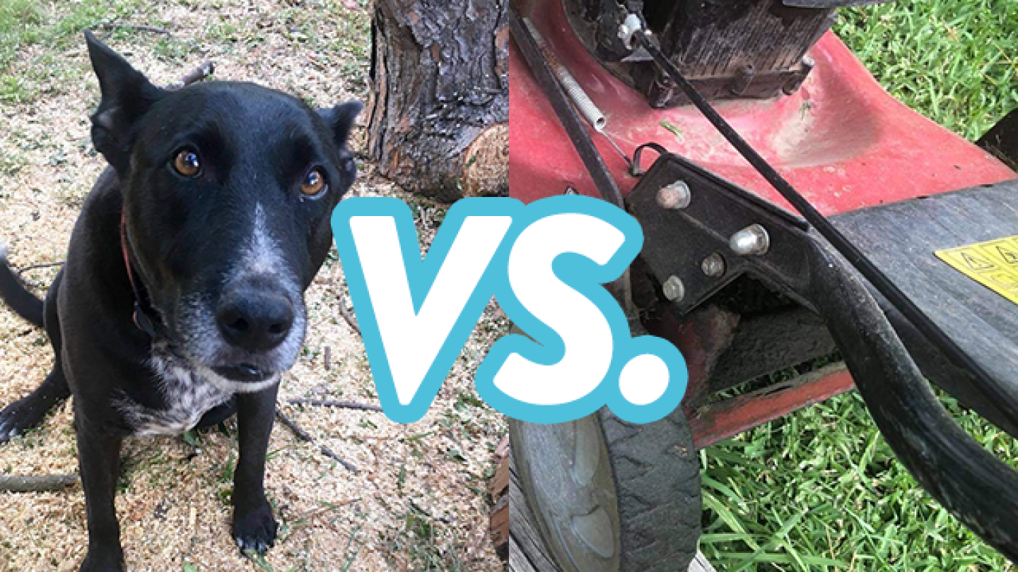 Terry's Dog Mia VS. The Lawn Mower: A Tale of Jealousy & Karma
