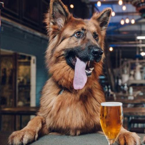 Grab Your Pooch! - A Dog Friendly Gin Bar Just Opened In Burleigh!