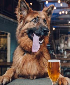Grab Your Pooch! - A Dog Friendly Gin Bar Just Opened In Burleigh!