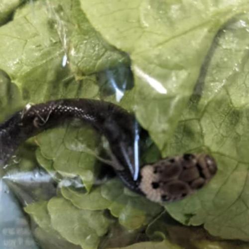 Aldi Shopper Gets Fright Of Her Life As She Finds A Live Snake In Her Lettuce Bag