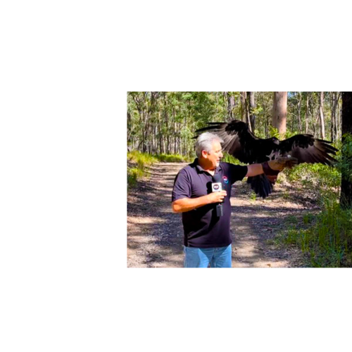"I Survived!" - Terry's Close Call With An Axe Catching Eagle!
