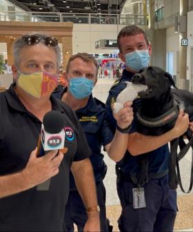 Animals Got Talent: Terry Meets Alexis The Expert Drug Sniffing Dog!