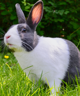 The Way This Bunny Died Will Make You Rethink Taking Your Pets On Holiday