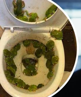 "Frogs In The Toilet?" - The Top 10 Things The Rest of The World Find Shocking About Australia!