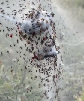 Millions of Spiders Cover Aussie Town With Cobwebs After Flooding