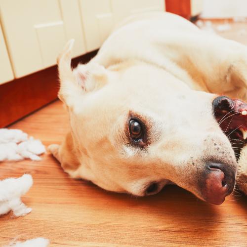 Dog Causes $3,500 Worth Of Damage To Owners House After Not Getting Enough Attention