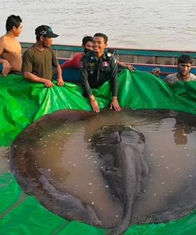 Someone Caught A 300kg Stingray And That's It, I'm Never Swimming Again