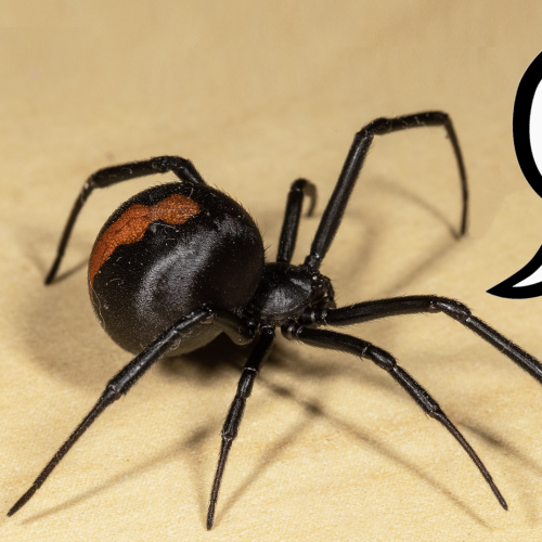 Check Your Fridge! Someone Found A Redback Spider In This Common Food