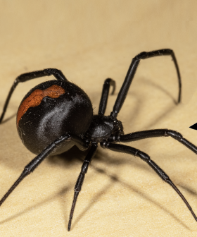 Check Your Fridge! Someone Found A Redback Spider In This Common Food