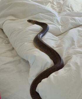 Whelp, I'm Never Sleeping Again... Someone Found A HUGE Snake In Their Bed