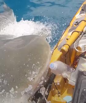 Today's Episode Of 'Nature Is Scary' Features A Tiger Shark Trying To Eat Someone