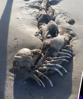 Did We Just Find Proof That Mermaids Exist!?