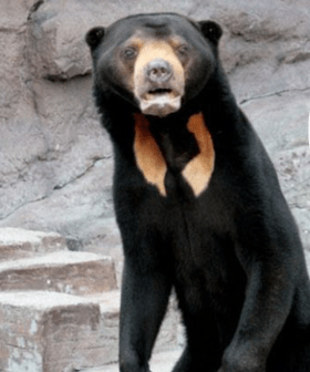A Chinese Zoo Denies That Their Sun Bears Are Just People In Costumes