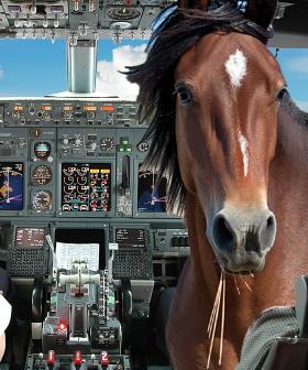Stop Horsing Around! Escaped Horse Forces Plane Into Emergency Landing